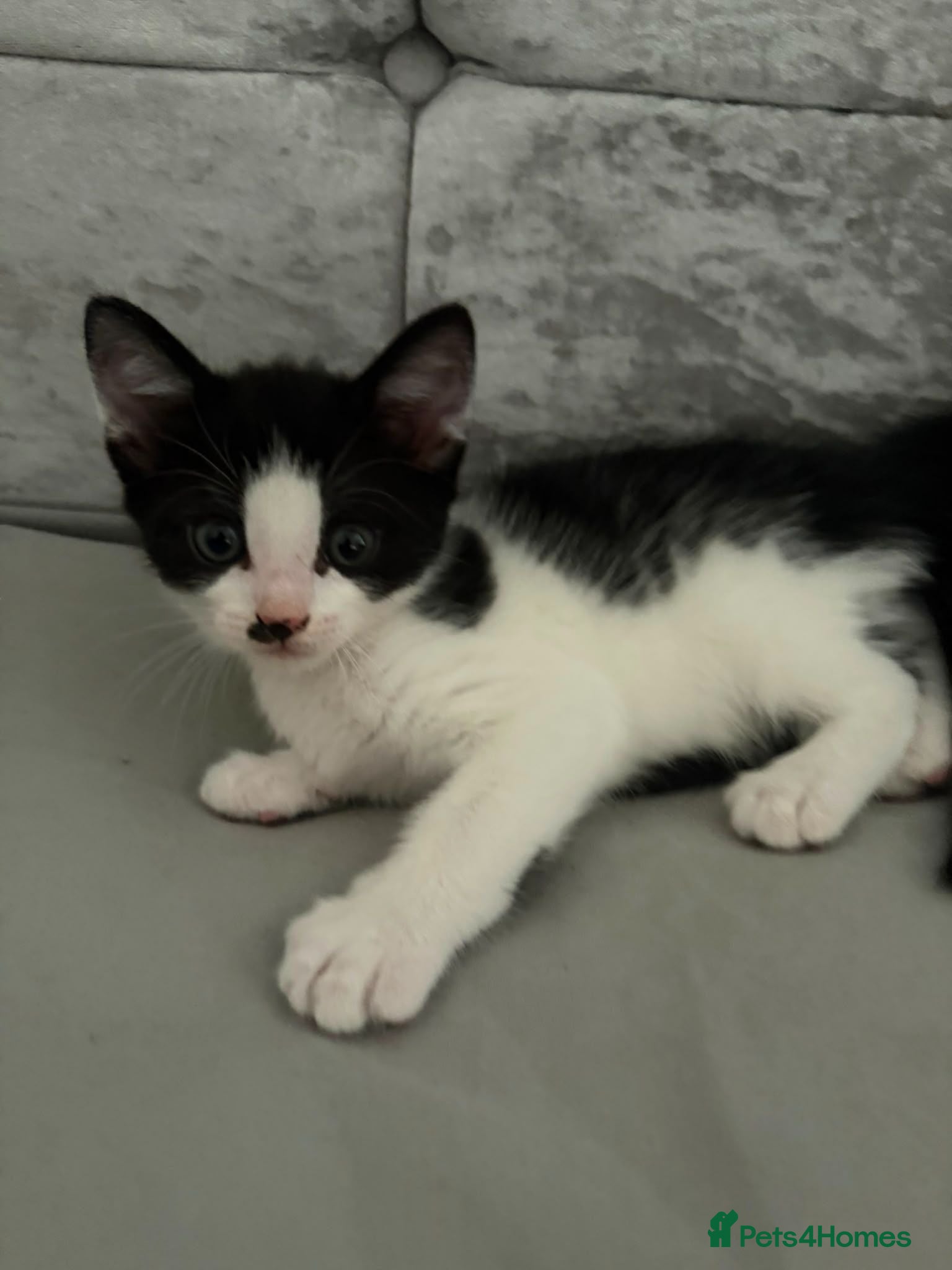 Mixed Breed cats Black and white kitten looking for homes  - Advert 1
