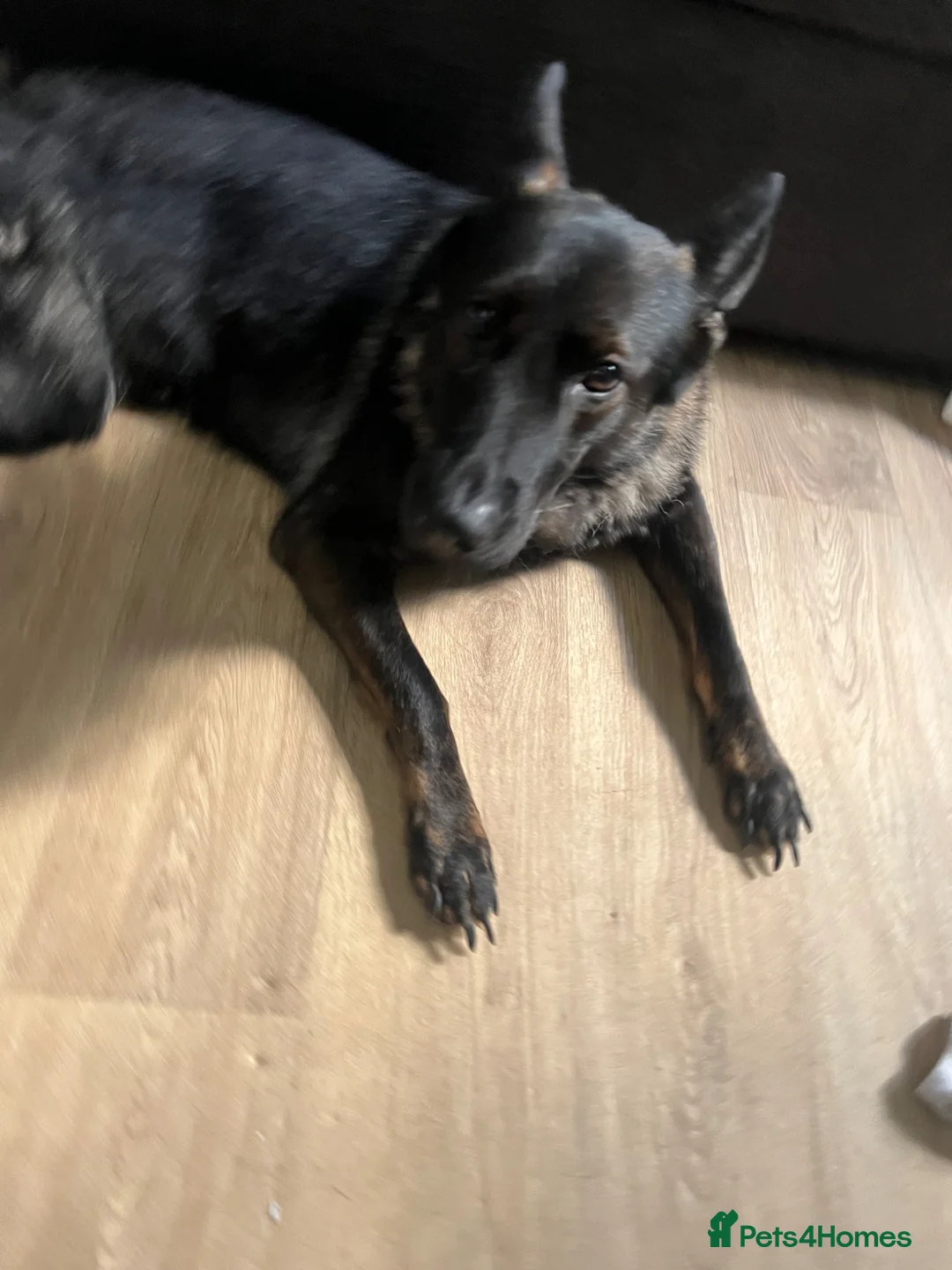 German Shepherd dogs for sale: Luna needs a new home in Birmingham - Advert 3