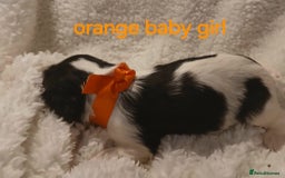 Cavalier King Charles Spaniel dogs for sale: Health tested Cavalier King Charles  - Image 8
