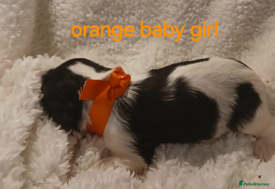 Cavalier King Charles Spaniel dogs for sale: Health tested Cavalier King Charles  - Image 8