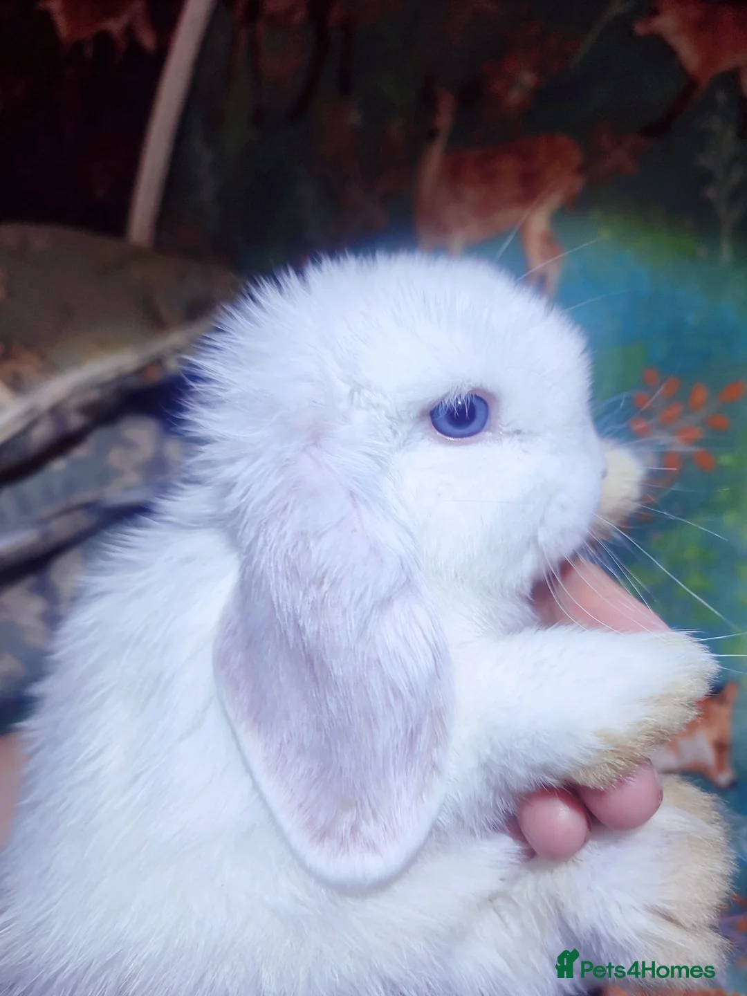 Mini Lop rabbits for sale: Baby Mini Lops - Advert 1
