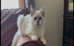 Siberian cats for sale: Siberians with wonderful personalities  - Image 6