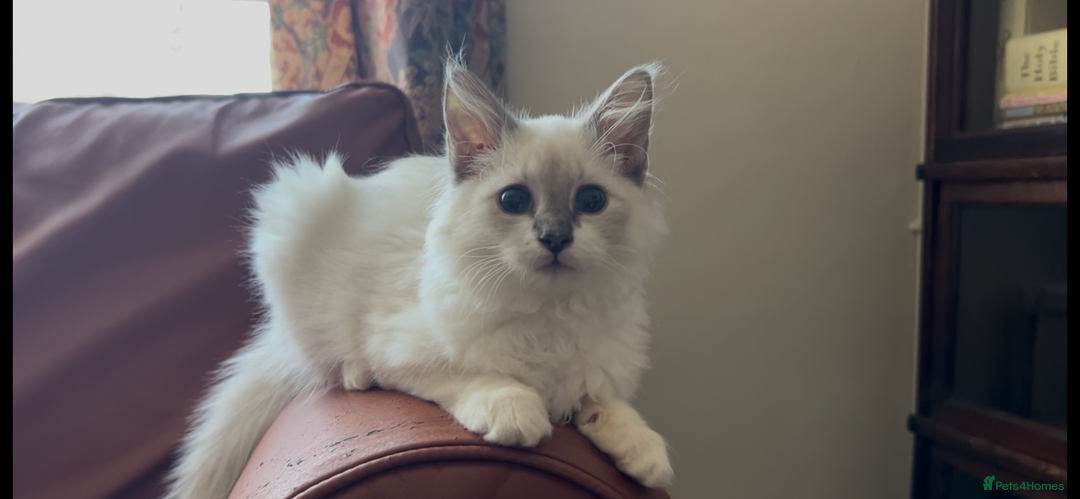 Siberian cats for sale: Siberians with wonderful personalities  - Image 6