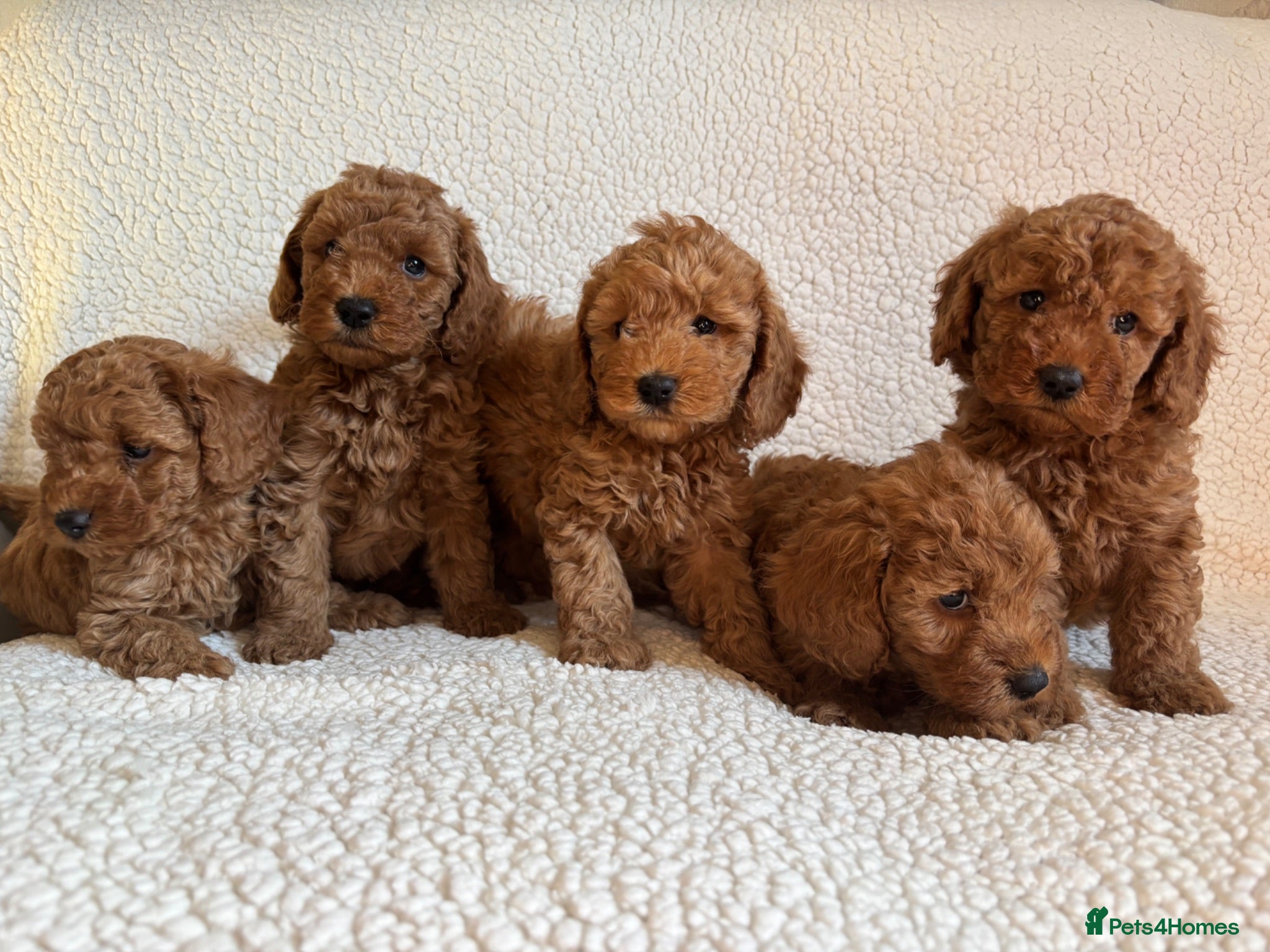 Cockapoo dogs F1b cockapoo puppies - DNA health test clear  - Advert 1