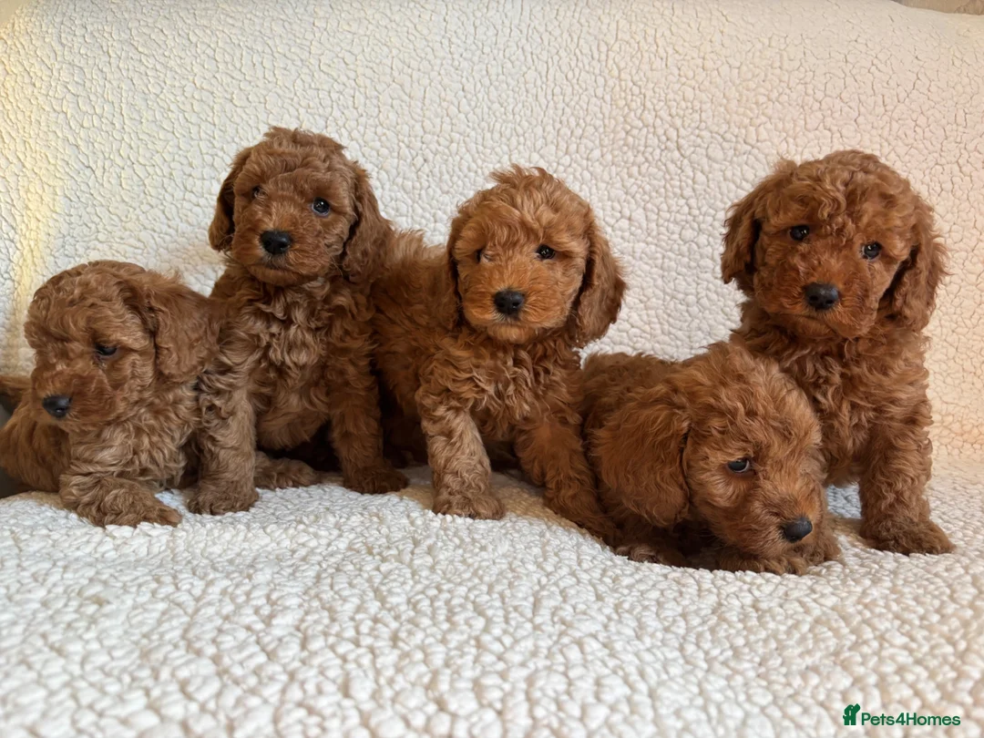 Cockapoo dogs for sale: F1b cockapoo puppies - DNA health test clear  - Advert 1