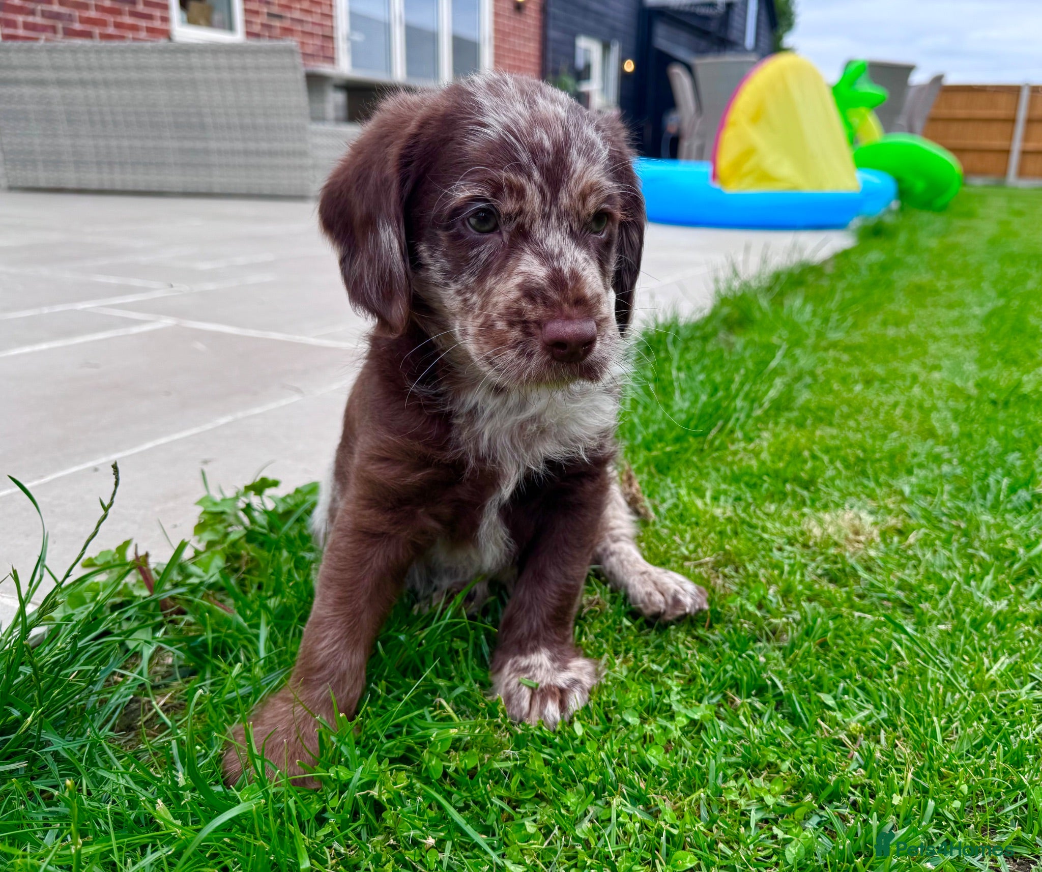 Labradoodle dogs Chocolate & chocolate Merle Babies 🐾🐾🐾 - Advert 1