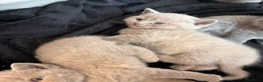 British Shorthair Kitten 6