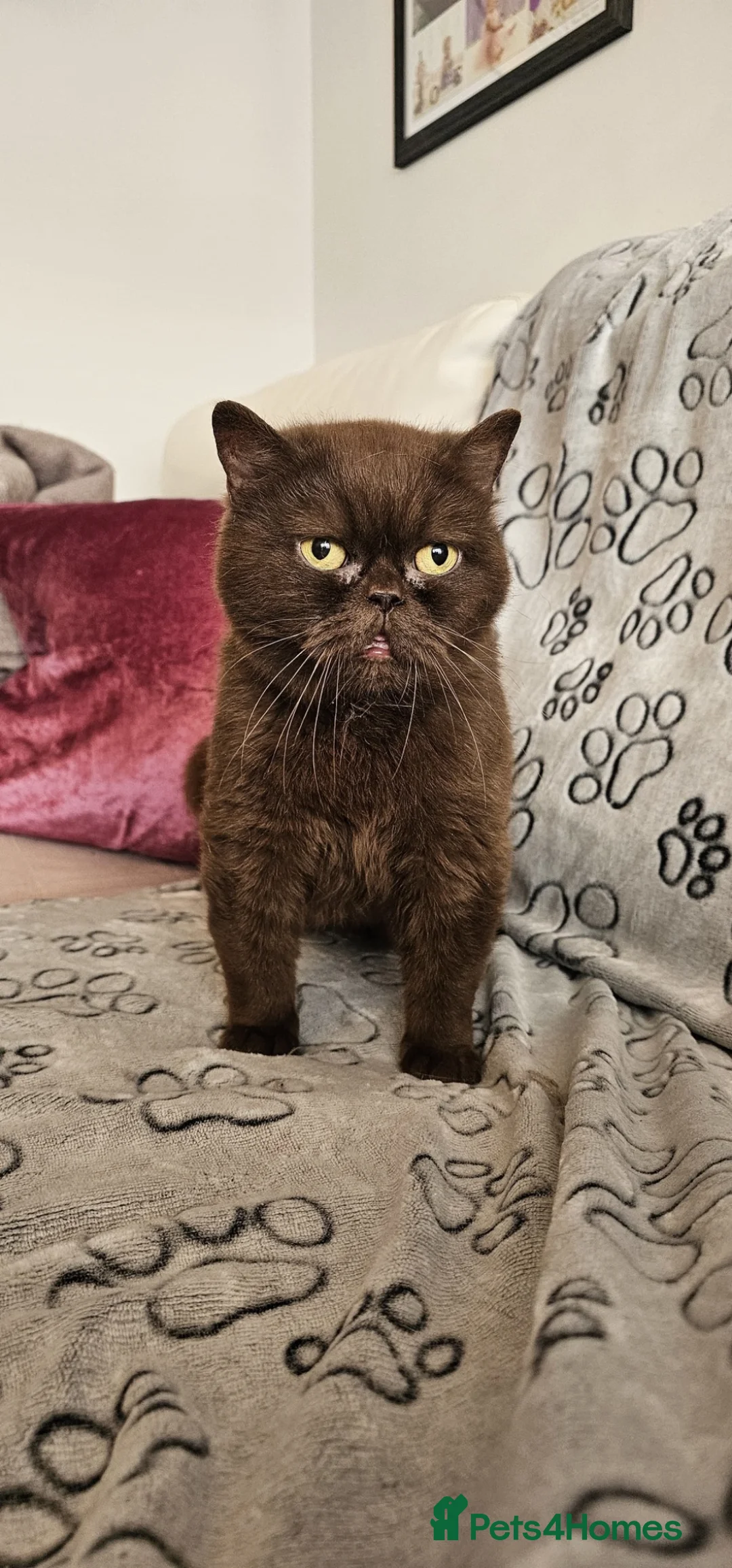 British Shorthair cats for sale: Chocolate British shorthair cat - Advert 1