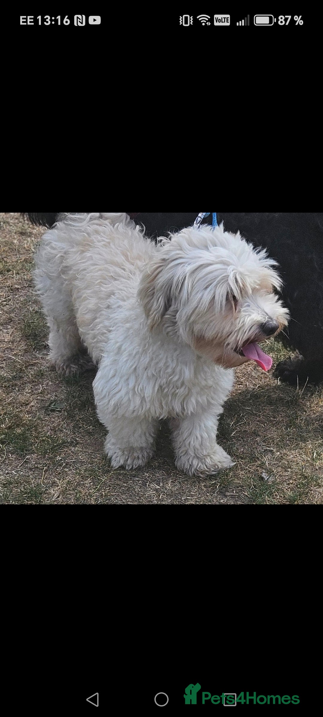 Bichon Frise dogs for sale: Maltese Bichon ready for a new home - Advert 5