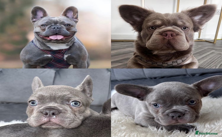 French Bulldog dogs - Advert 10