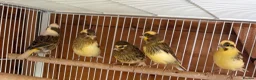 Canaries birds for sale: Canaries - mixed colours  - Advert 3