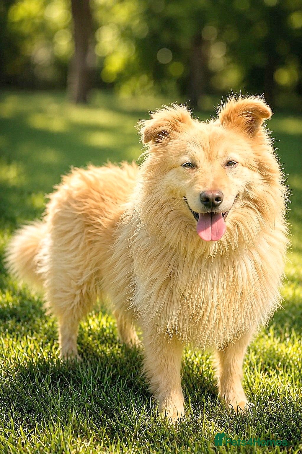 Mixed Breed dogs 🐾 SCOTTY – A Gentle Soul with a Smart Mind ❤️ - Advert 17