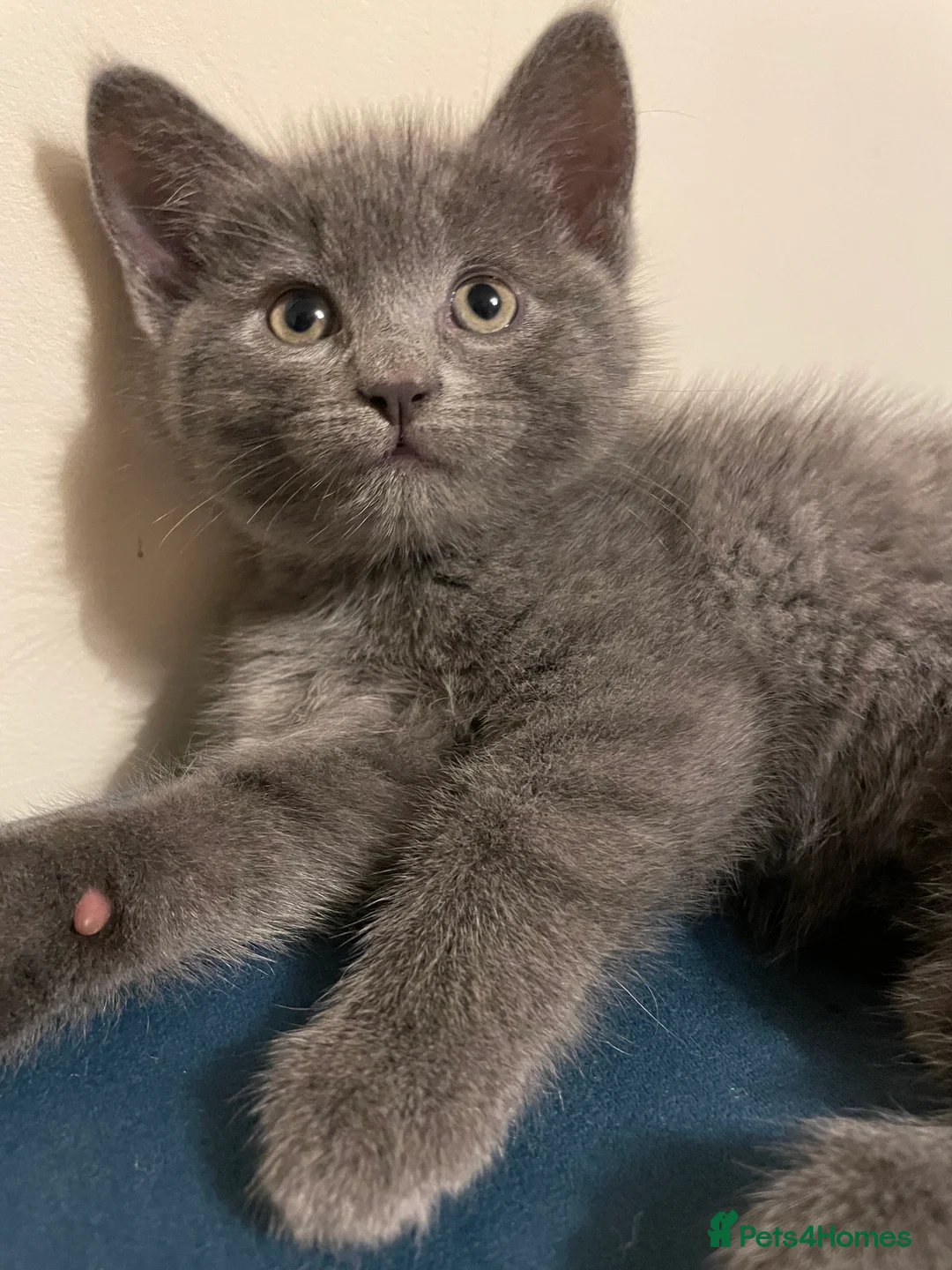 Mixed Breed cats for sale: Mixed Breed Kittens – 1 Male & 4 Female Available - Advert 7