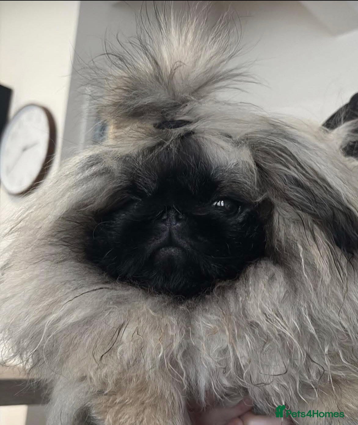 Pekingese dogs Mr fluffy  - Advert 2