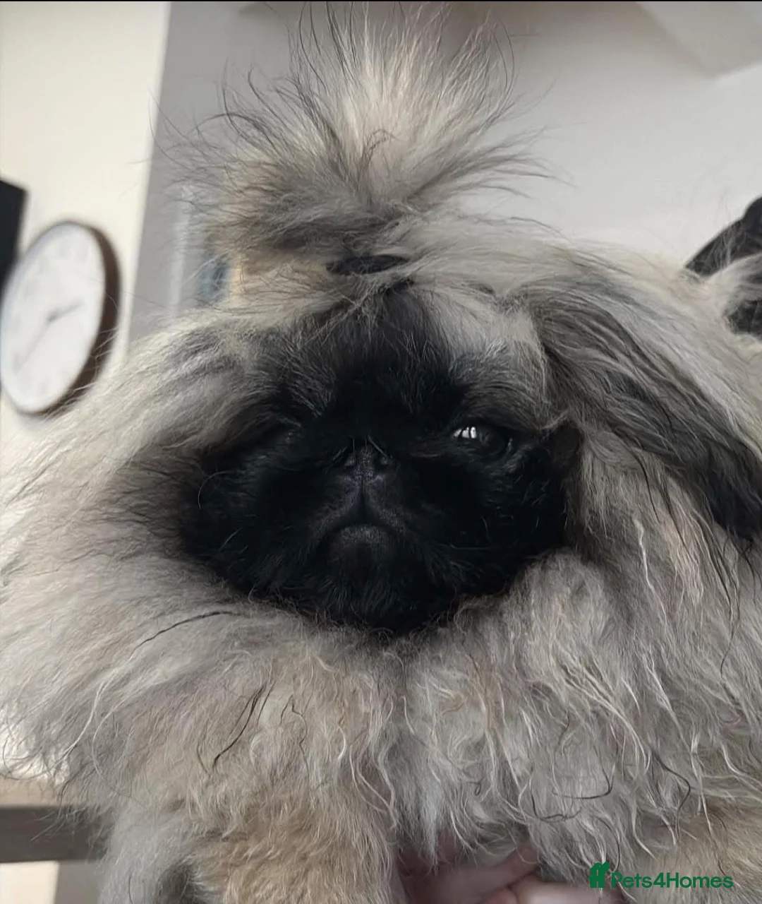 Pekingese dogs for stud: Mr fluffy  - Advert 1