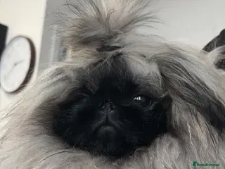 Pekingese dogs Mr fluffy - Advert 2