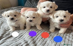 Maltese dogs for sale: Cute Maltese Puppies Looking for Loving Homes🇬🇧  - Image 6