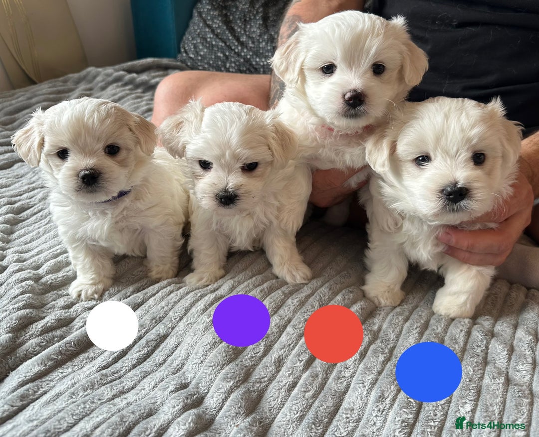 Maltese dogs for sale: Cute Maltese Puppies Looking for Loving Homes🇬🇧  - Image 6