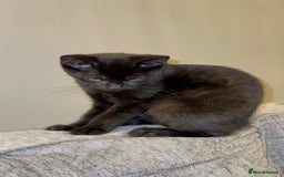 Mixed Breed cats for sale: Stunning Female Black Kitten  - Advert 7