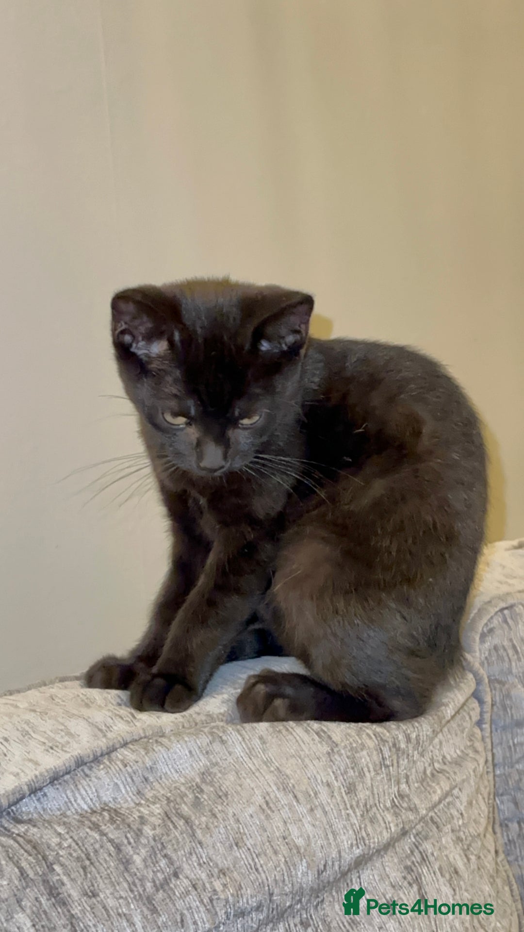 Mixed Breed cats for sale: Stunning Female Black Kitten  - Advert 7