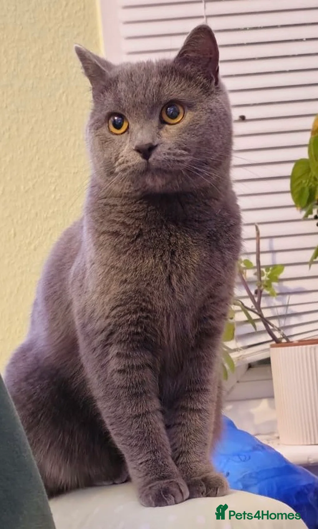 British Shorthair cats for sale: Beautiful British shorthair  - Advert 1