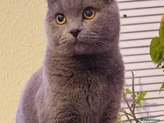 British Shorthair cats Beautiful British shorthair - Advert 2