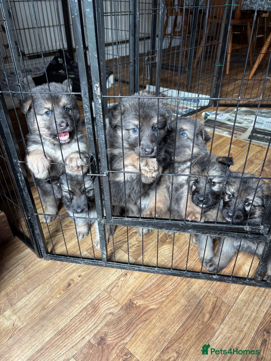 German Shepherd dogs for sale: 8 beautiful long haired German shepherd puppies  - Image 10