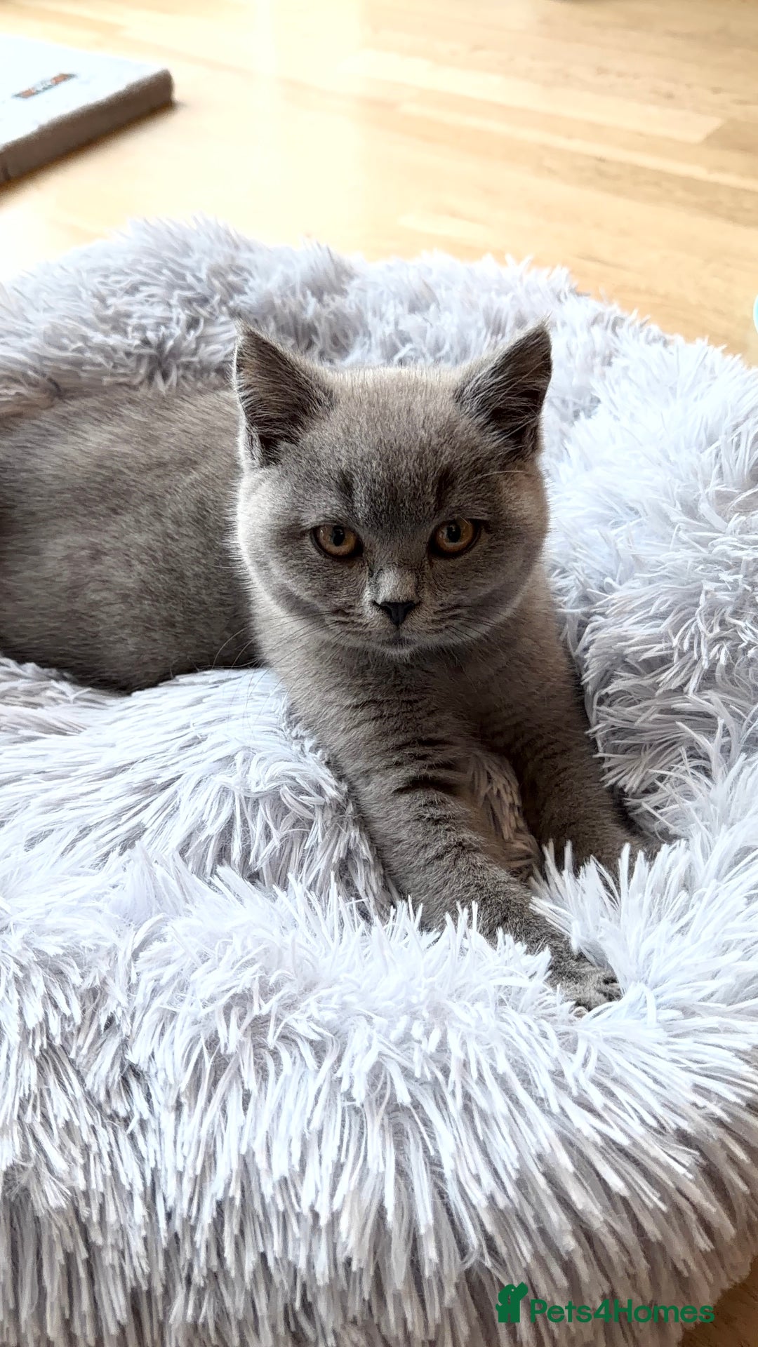 British Shorthair cats for sale: British shorthair kitten for sale  - Advert 4