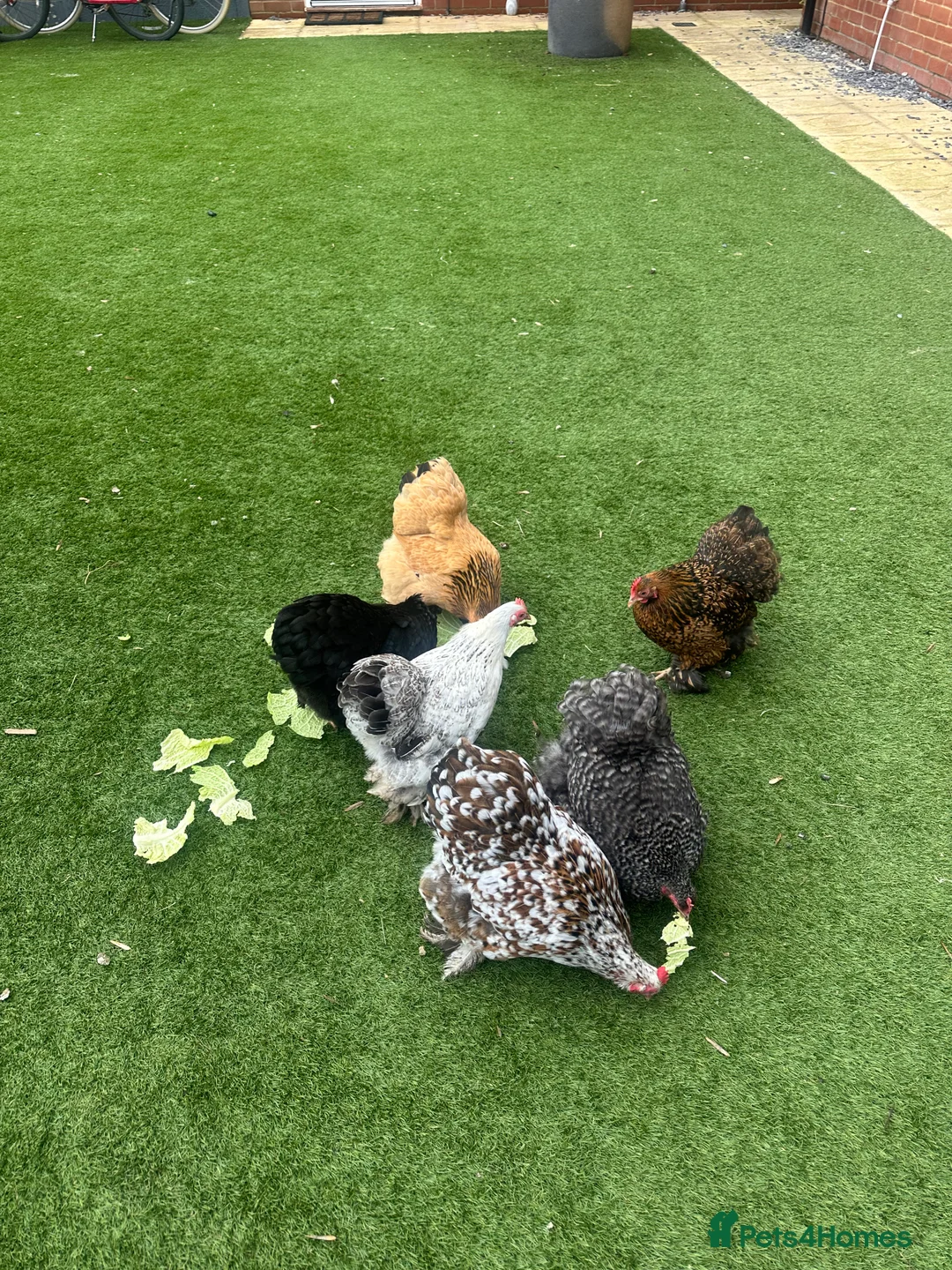 Chickens poultry for sale: 9 Batam Pekins  - Advert 6