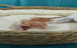 Cornish Rex cats for sale: Cornish Rex kittens available to reserve. - Image 11