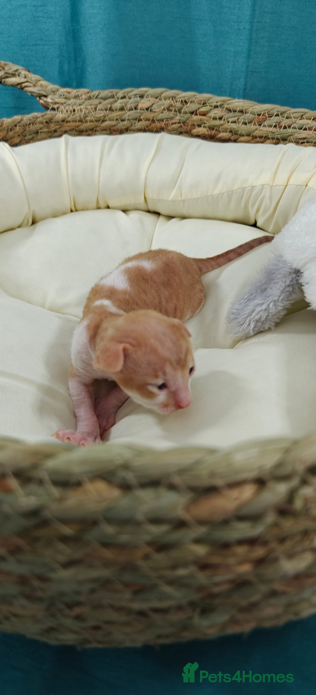 Cornish Rex cats for sale: Cornish Rex kittens available to reserve. - Image 11