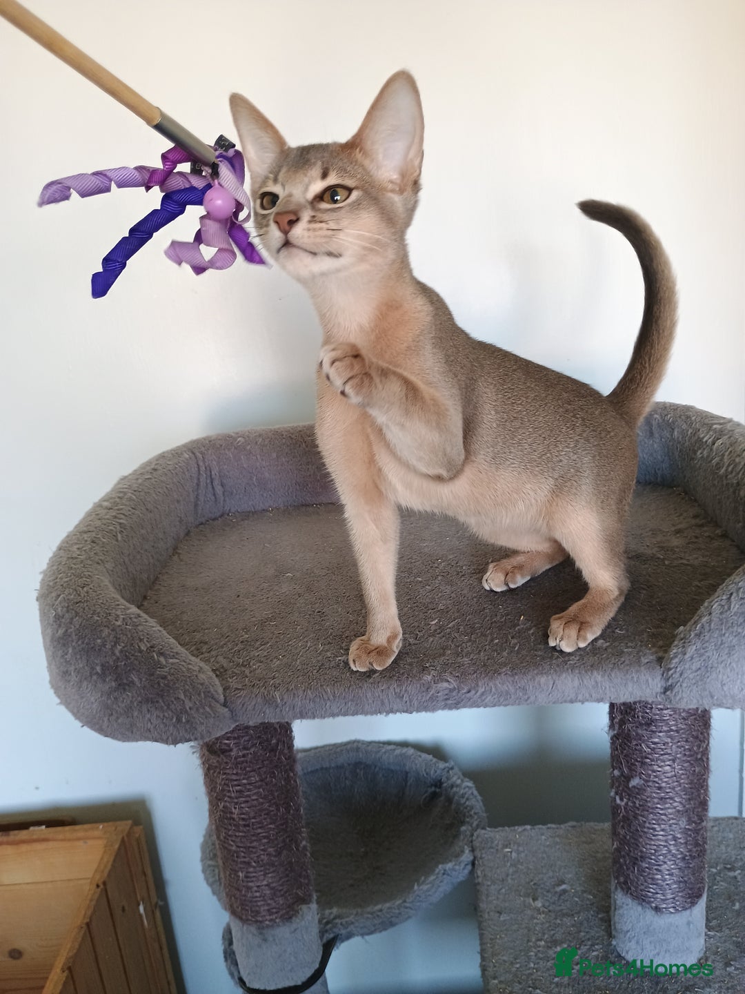 Abyssinian cats for sale: Blue Abyssinian male kittens - Image 3