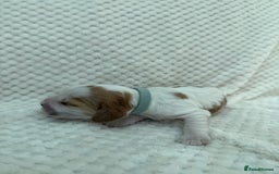 Cocker Spaniel dogs for sale: KC REG Showtype Cocker Spaniel LAST PUP ready 3/8 - Image 11
