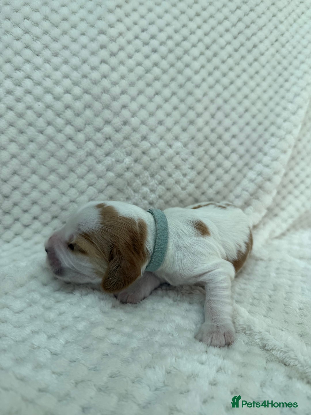 Cocker Spaniel dogs for sale: KC REG Showtype Cocker Spaniel LAST PUP ready 3/8 - Image 11