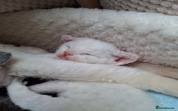 Devon Rex cats for sale: 🌸 Wonderful Devon Rex Kittens Raised with Love 🌸 - Image 9