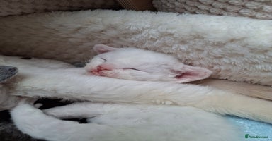 Devon Rex cats - Advert 12