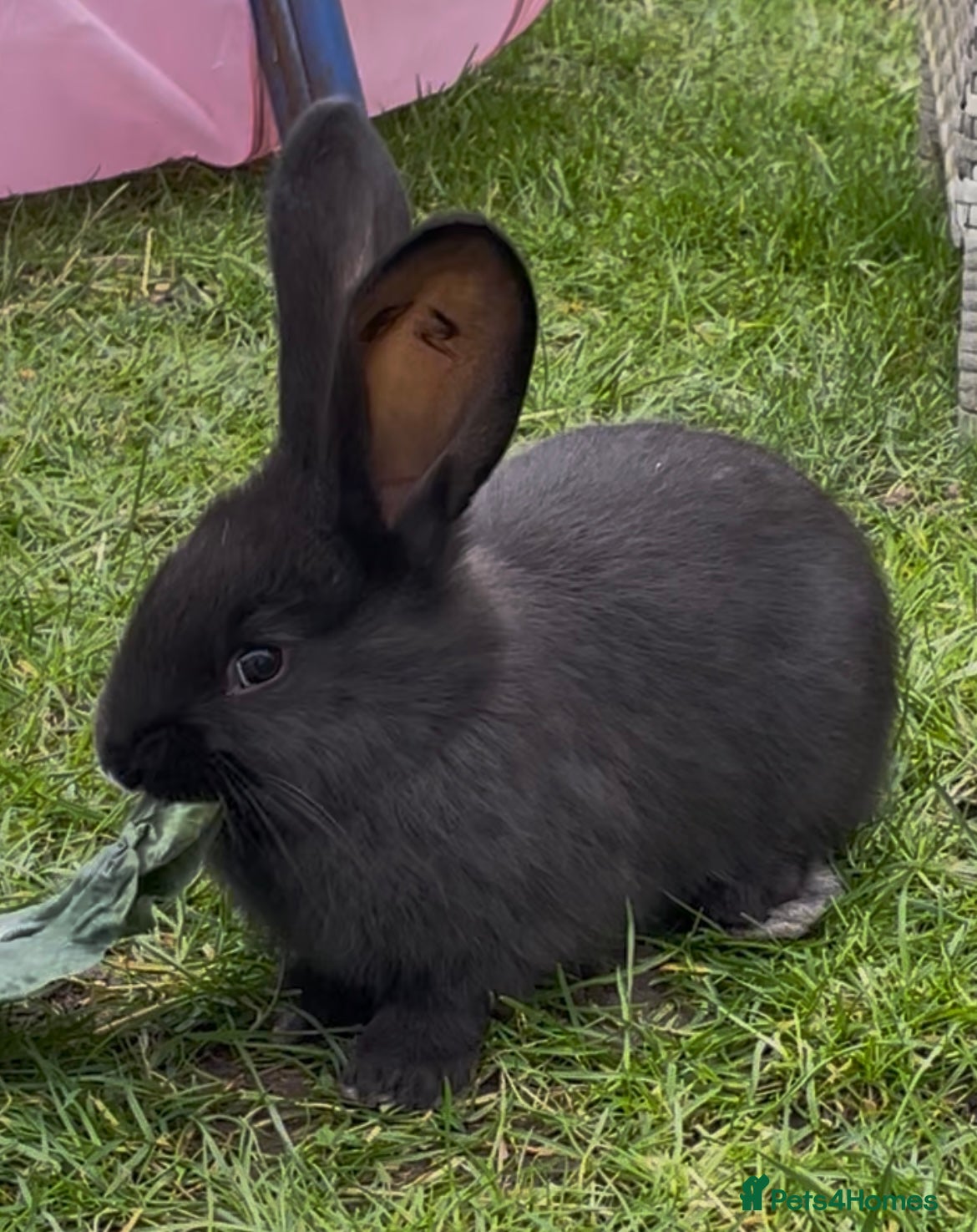 Continental Giant rabbits 💖6 week old pure bred continental giants💙 - Advert 2