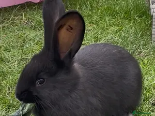 Continental Giant rabbits 💖6 week old pure bred continental giants💙 - Advert 1