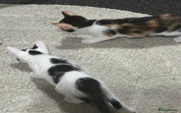 Mixed Breed cats for sale: Beautiful kittens - Image 20