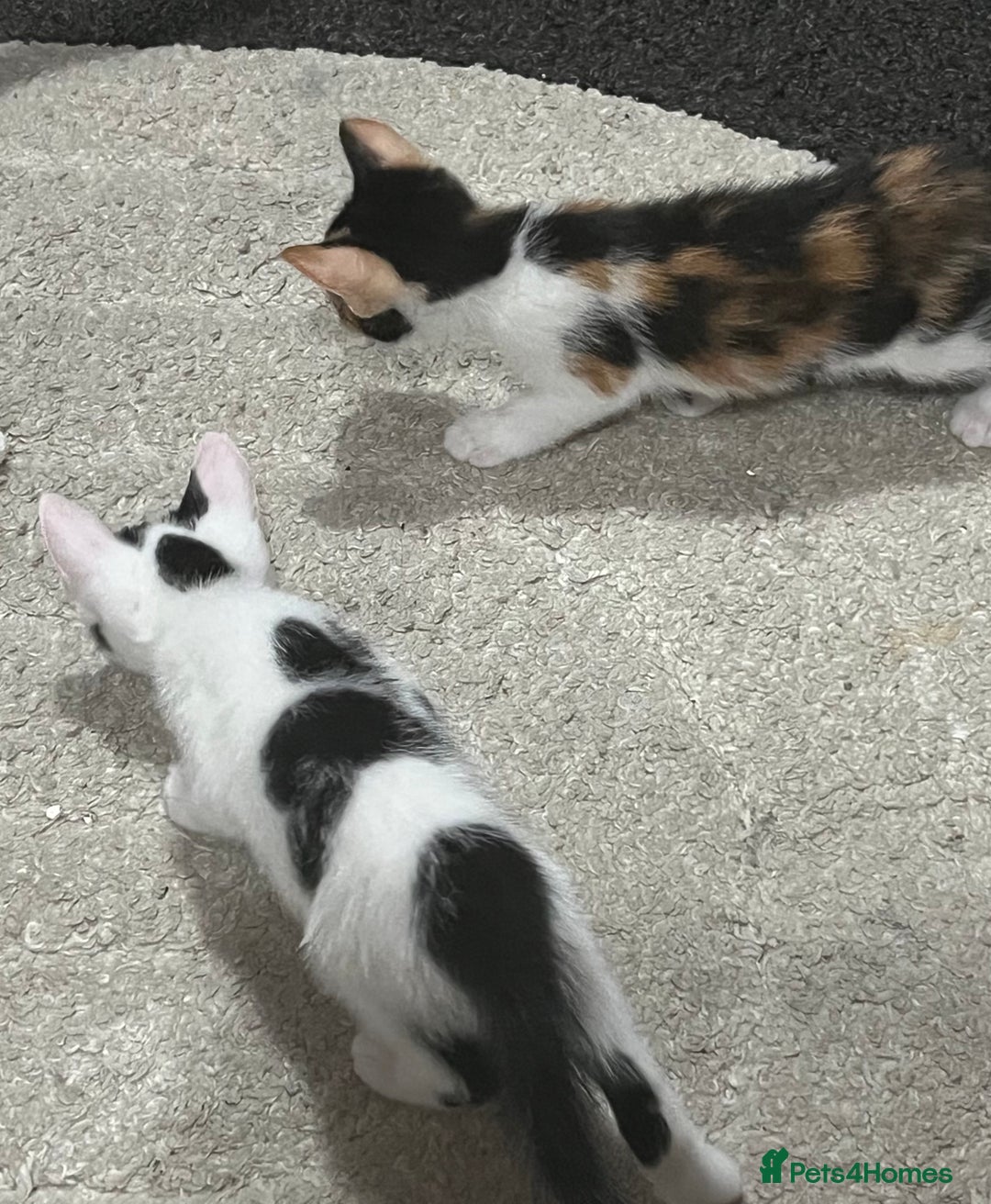 Mixed Breed cats for sale: Beautiful kittens - Image 20