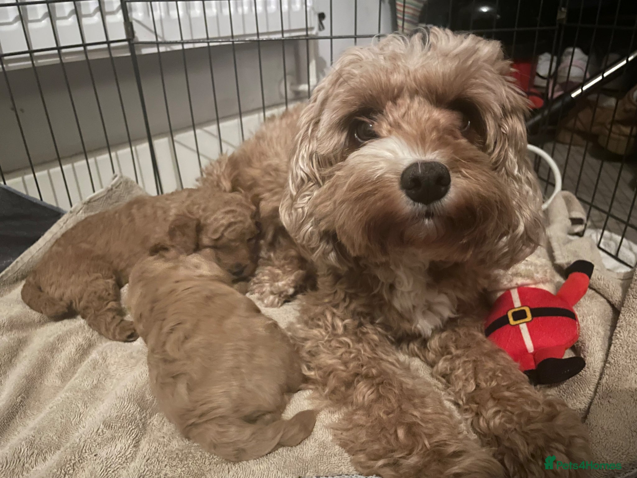 Cavapoo dogs Cavapoo Puppies for Sale - Advert 2