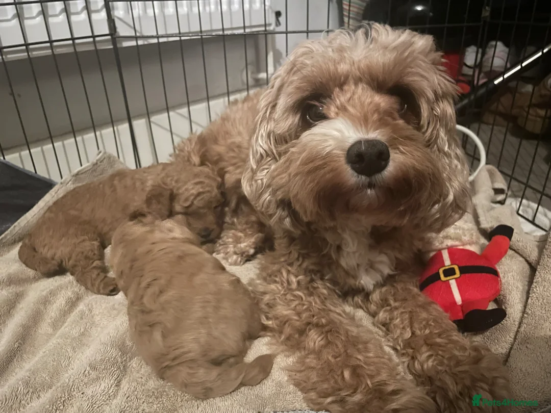 Cavapoo dogs for sale: Cavapoo Puppies for Sale - Advert 1