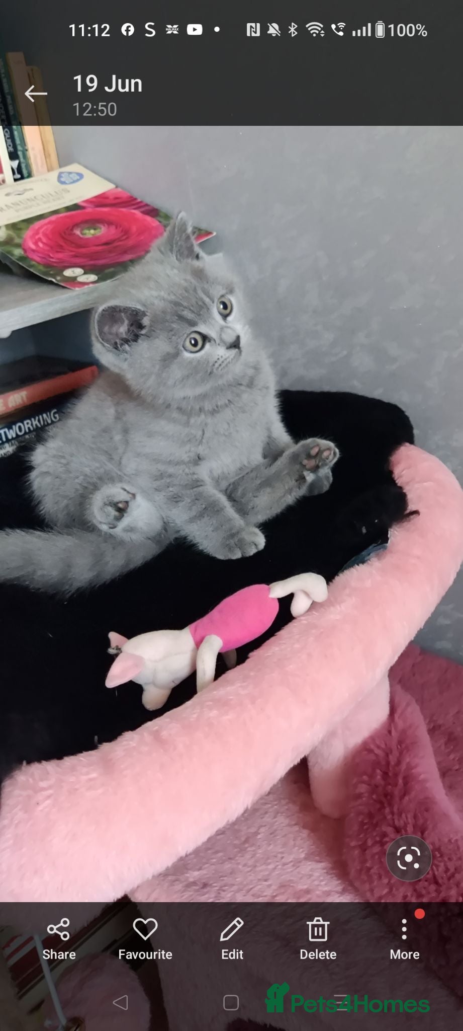 Russian Blue cats Russian Blue kittens 8 weeks old 2 boys 2 girls - Advert 9