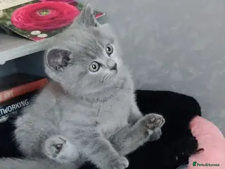 Russian Blue cats Russian Blue kittens 8 weeks old 2 boys 2 girls - Advert 9