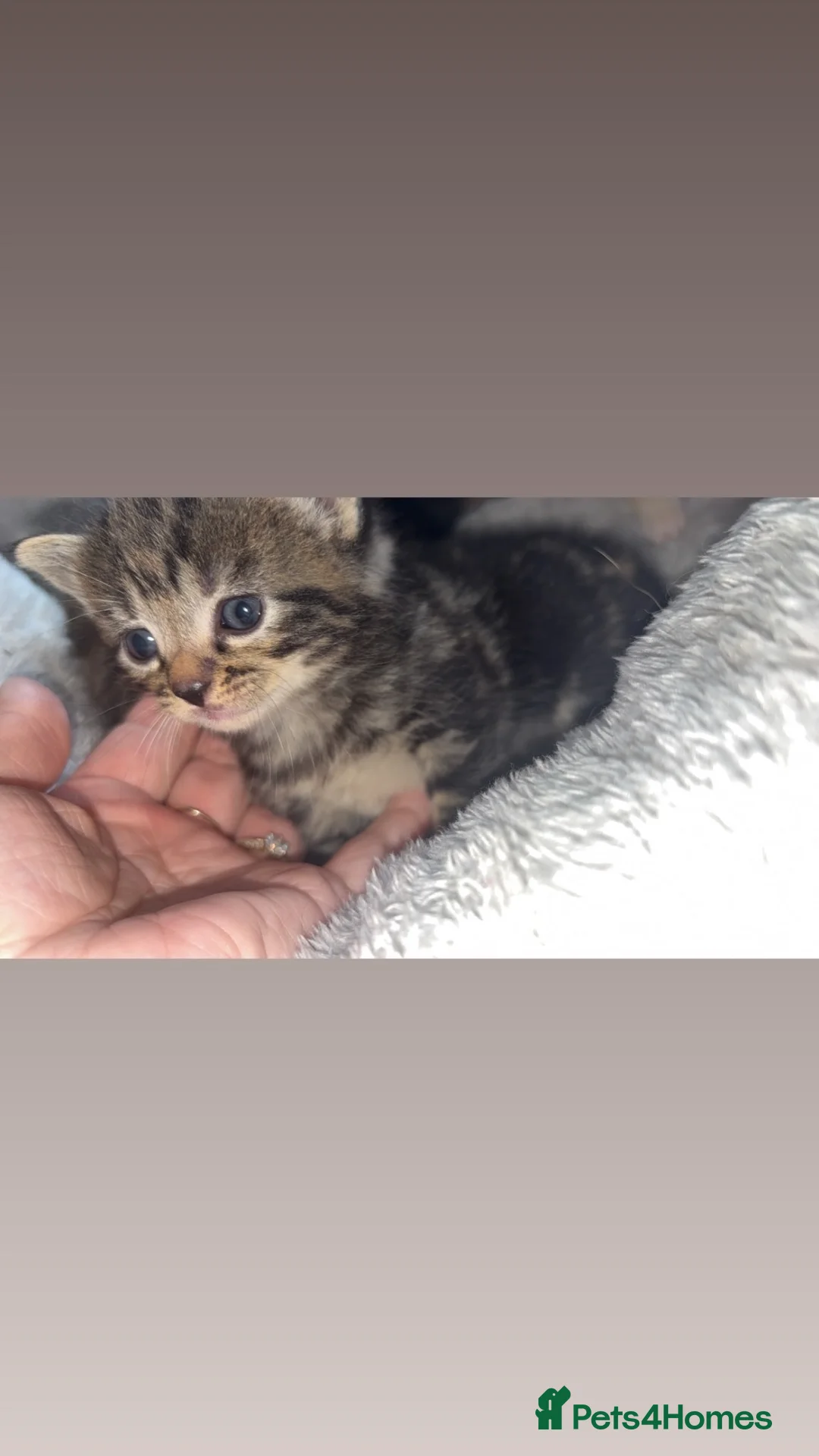 Mixed Breed cats for sale: 2 female kittens  in Leven - Advert 2