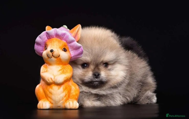 Pomeranian dogs - Advert 6