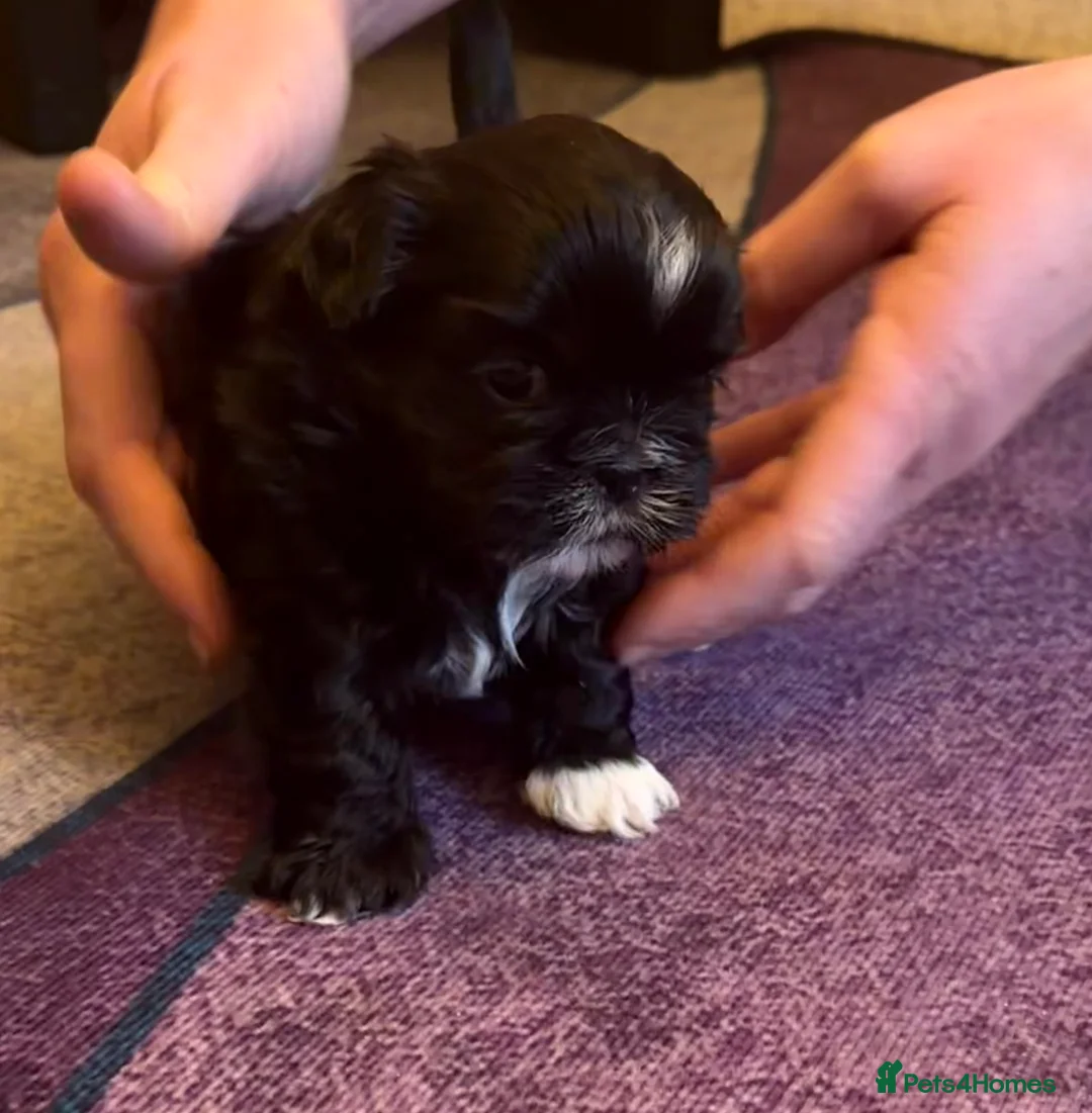 Shih Tzu dogs for sale: Beautiful Shih Tzu’s - STUNNING pure breds - Advert 20