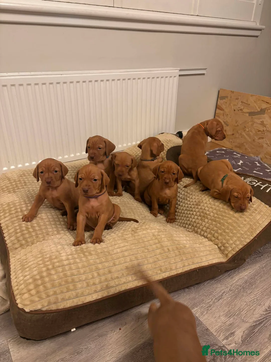 Hungarian Vizsla dogs for sale: Hungarian Vizsla puppies  - Advert 1