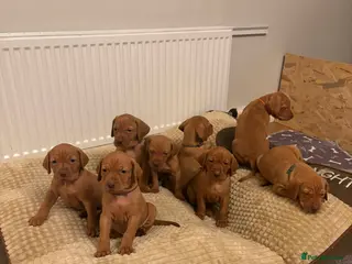 Hungarian Vizsla dogs Hungarian Vizsla puppies - Advert 5