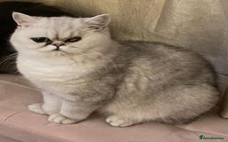 Mixed Breed cats for sale: Two Stunning Tabby Boys, Persian Chinchilla cross - Image 7